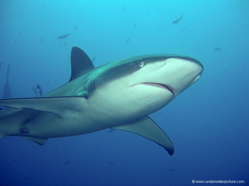 galapagosshark