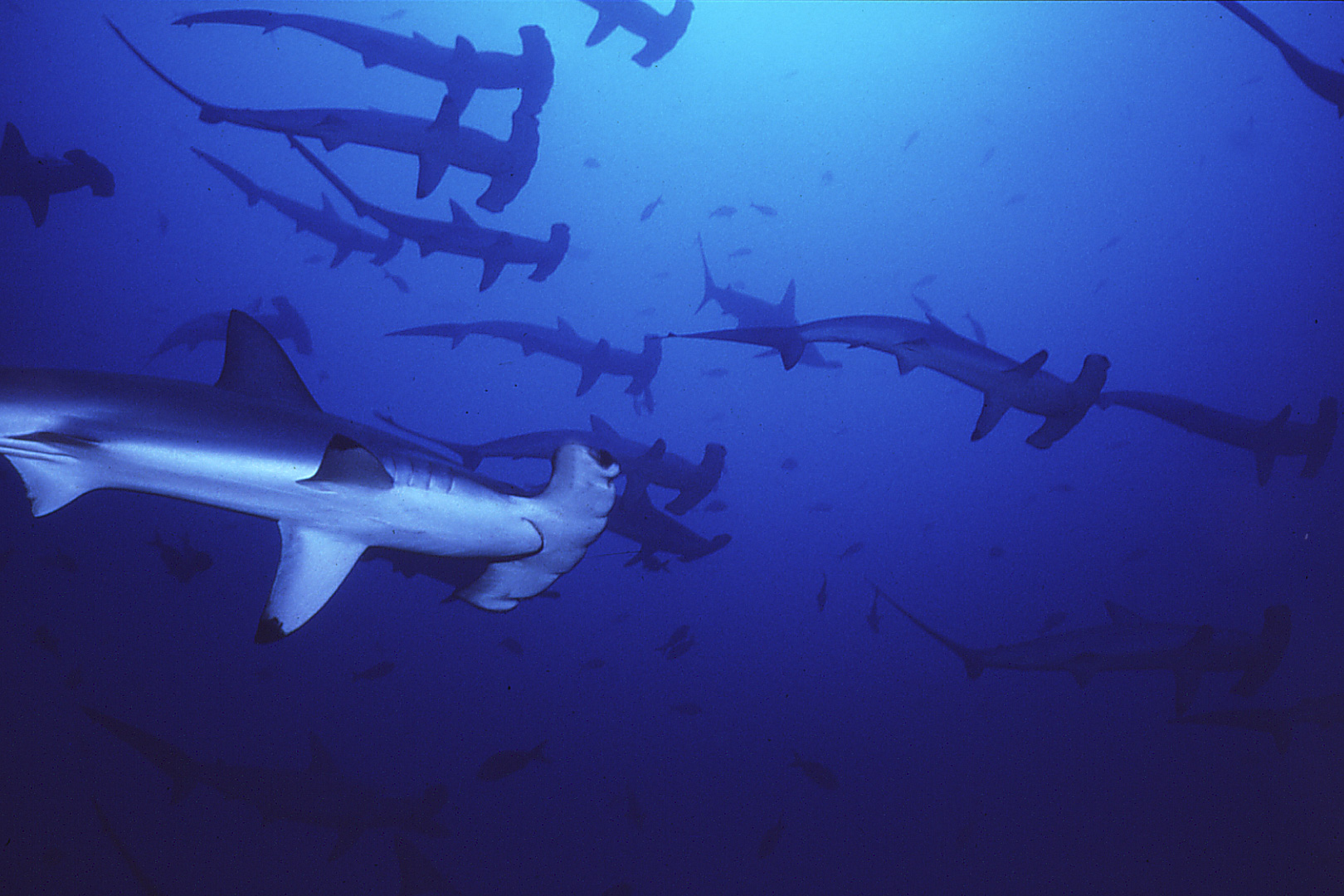 hammerheads